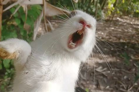 rabbit scream